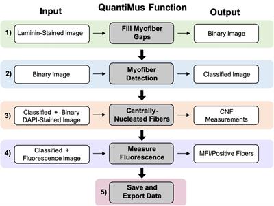 QuantiMus: A Machine Learning-Based Approach for High Precision Analysis of Skeletal Muscle Morphology